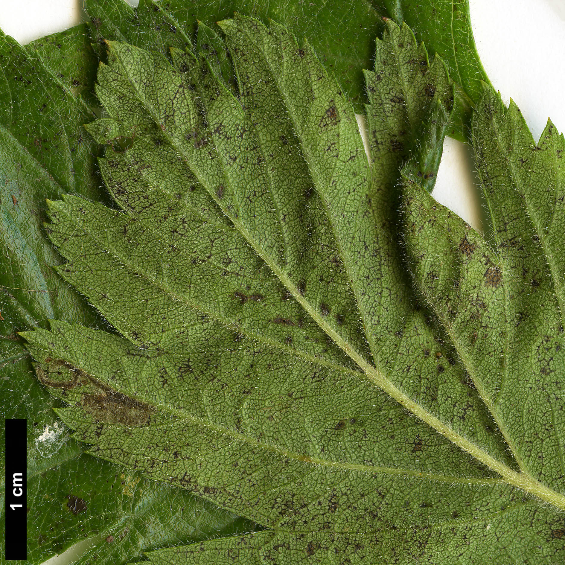 High resolution image: Family: Rosaceae - Genus: Crataegus - Taxon: ×dippelliana (C.tanacetifolia ×)